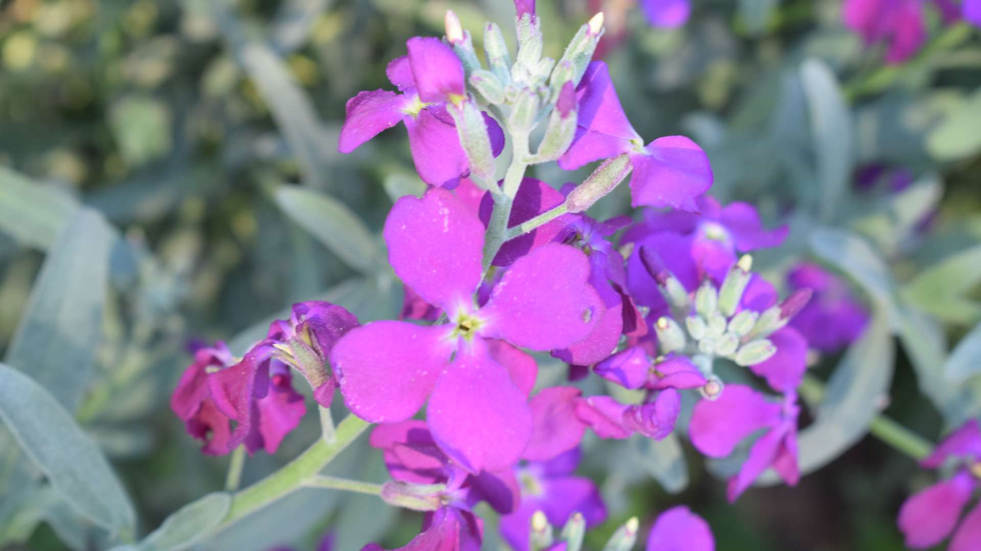 Galeria dels Jardins 18 - Jardines de Alfabia