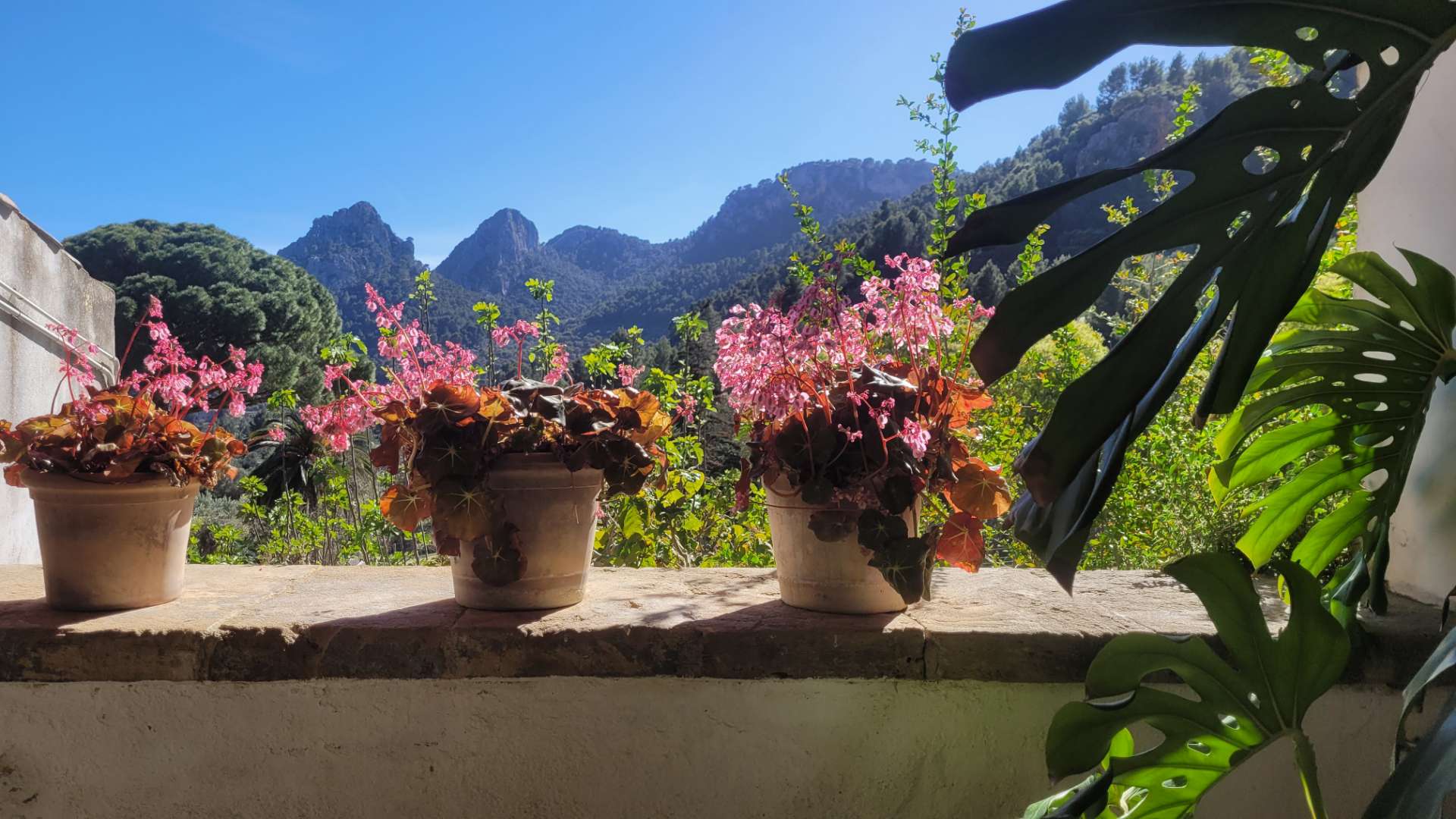 Galeria dels Jardins 16 - Jardines de Alfabia