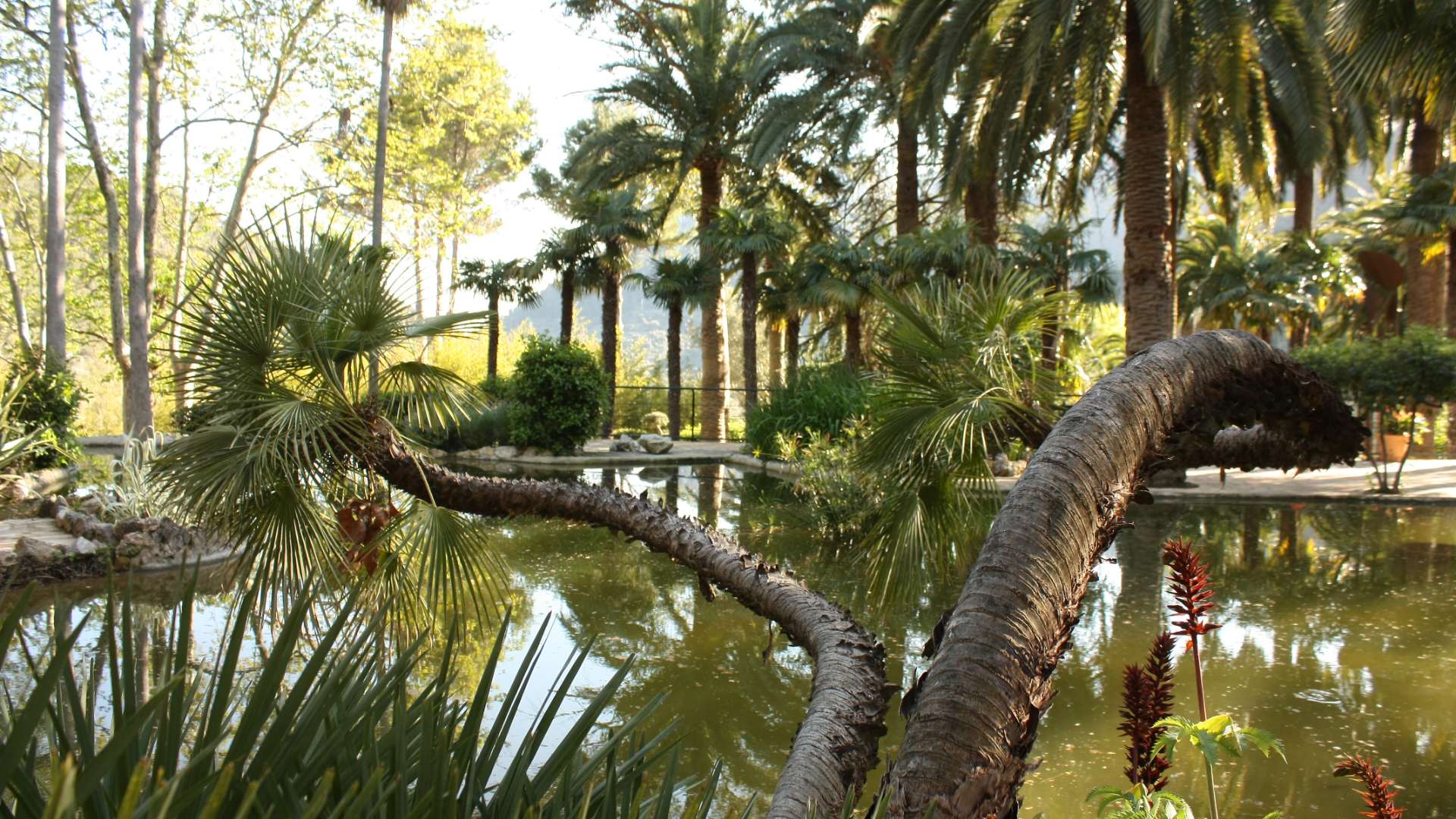 Galeria dels Jardins 44 - Jardines de Alfabia