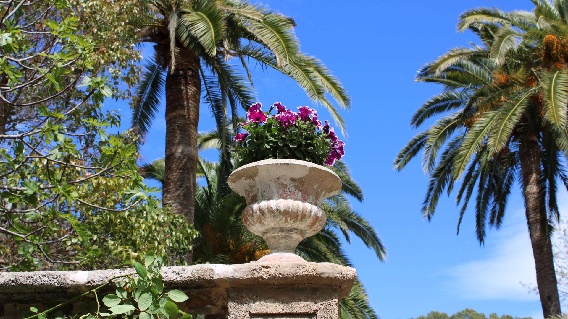 Galeria dels Jardins 10 - Jardines de Alfabia