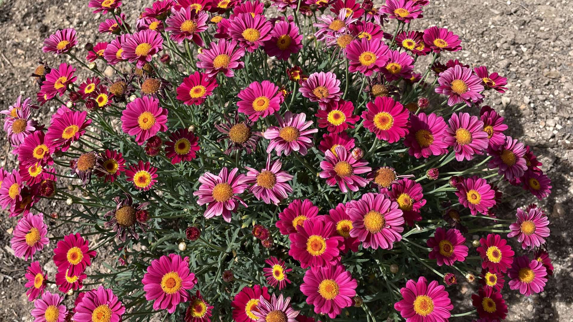Galeria dels Jardins 8 - Jardines de Alfabia